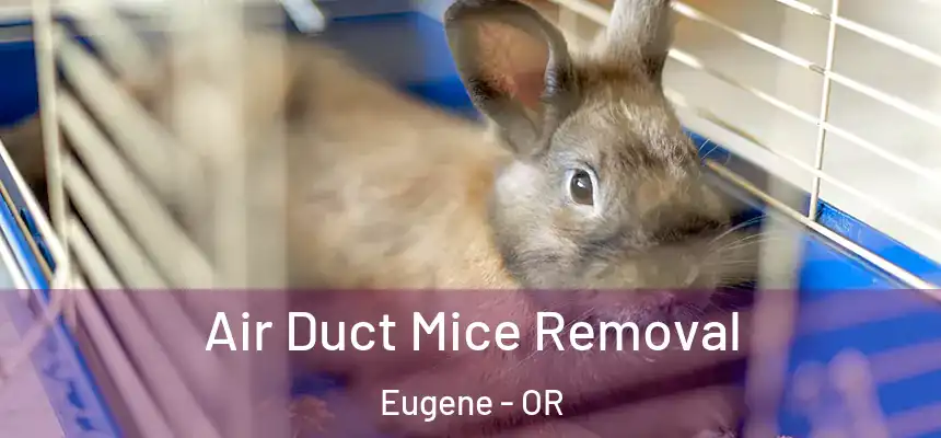 Air Duct Mice Removal Eugene - OR