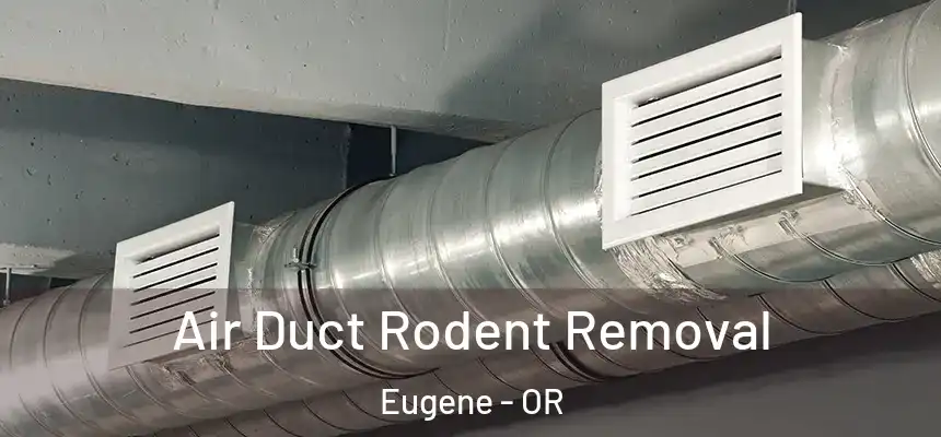  Air Duct Rodent Removal Eugene - OR