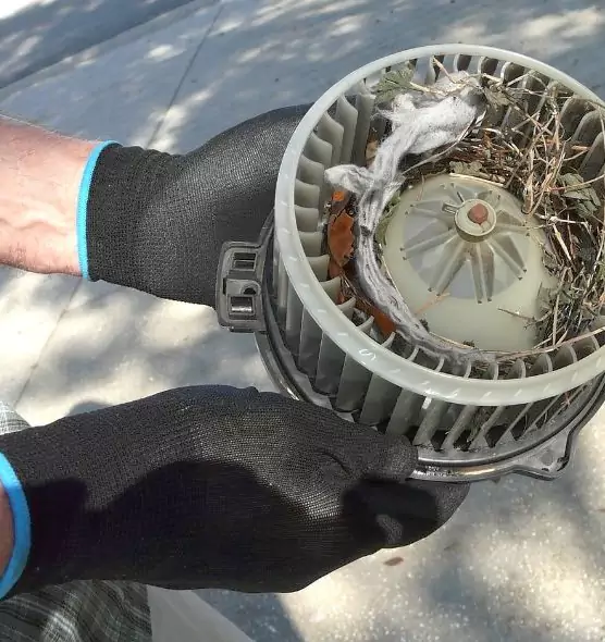 About Air Duct Mice Removal in Eugene, OR